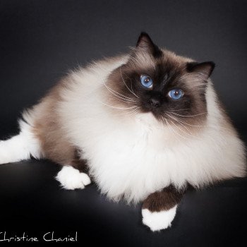 chat Ragdoll seal point mitted Castiel Indy Trycoline’s chat Ragdoll seal point mitted Castiel Indy Trycoline’s