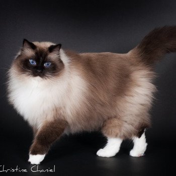 chat Ragdoll seal point mitted Castiel Indy Trycoline’s