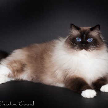 chat Ragdoll seal point mitted Castiel Indy Trycoline’s