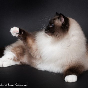 chat Ragdoll seal point mitted Castiel Indy Trycoline’s