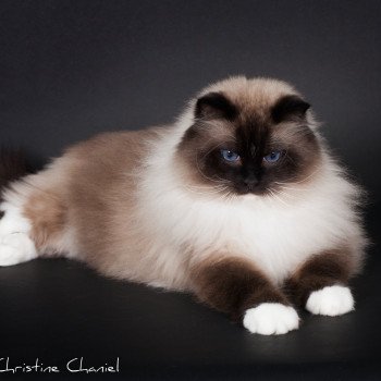 chat Ragdoll seal point mitted Castiel Indy Trycoline’s