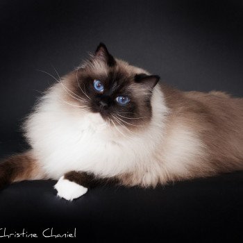 chat Ragdoll seal point mitted Castiel Indy Trycoline’s