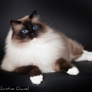 chat Ragdoll seal point mitted Castiel Indy Trycoline’s