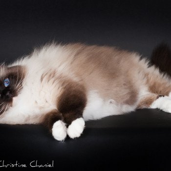 chat Ragdoll seal point mitted Castiel Indy Trycoline’s