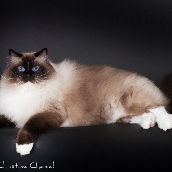 chat Ragdoll seal point mitted Castiel Indy Trycoline’s