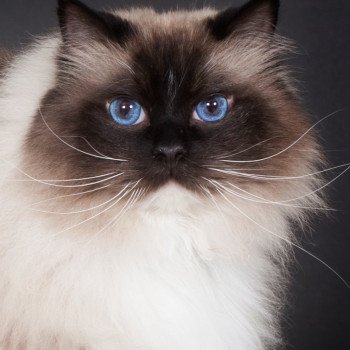 chat Ragdoll seal point mitted Castiel Indy Trycoline’s chat Ragdoll seal point mitted Castiel Indy Trycoline’s