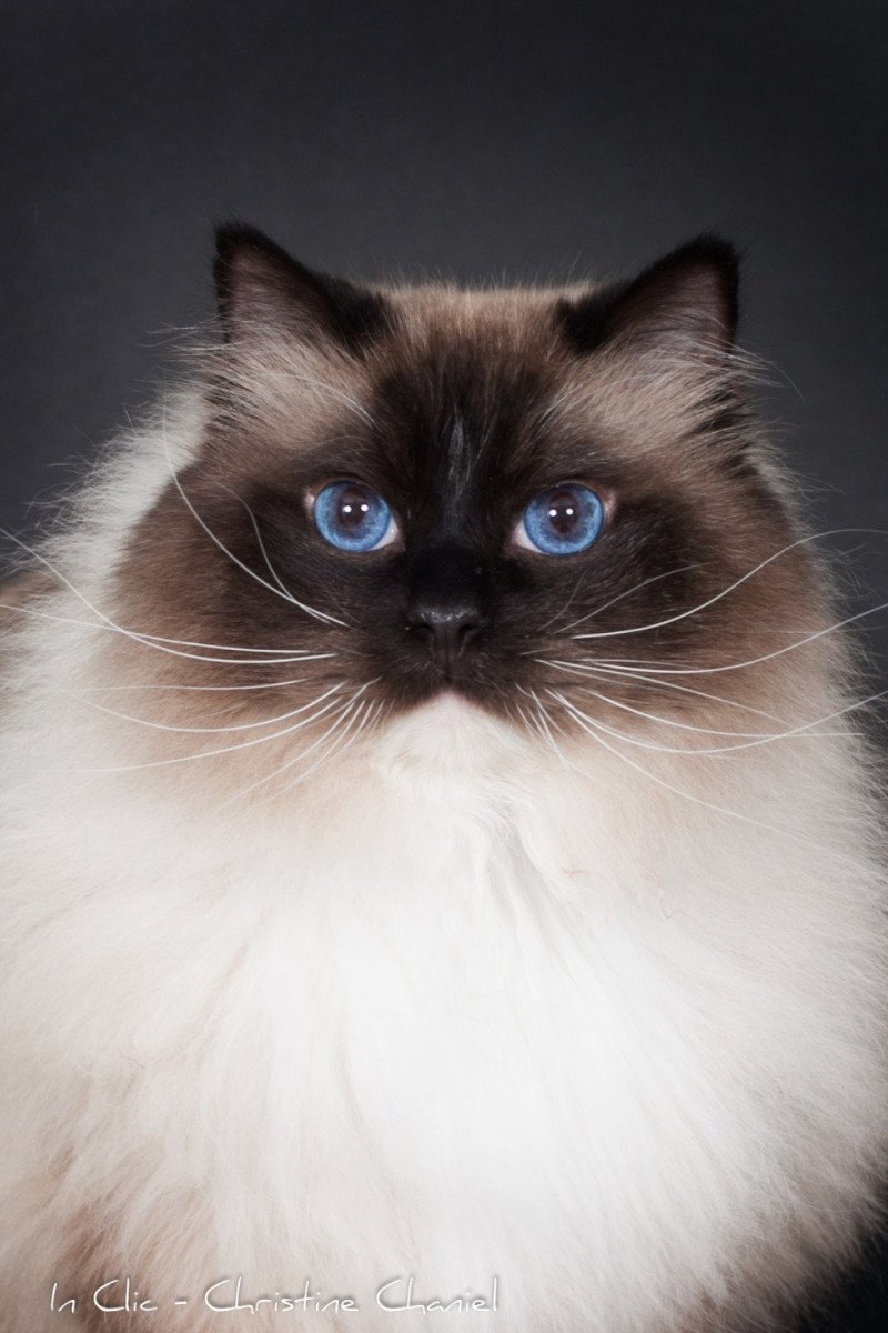 Trycoline’s Castiel Indy Mâle Ragdoll