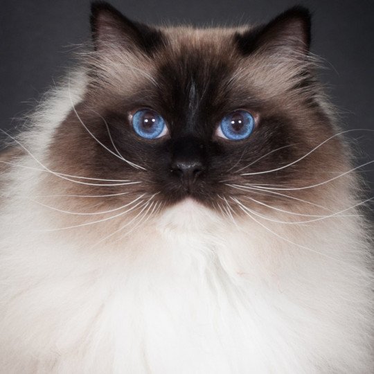 Trycoline’s Castiel Indy Mâle Ragdoll