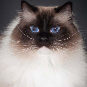 chat Ragdoll seal point mitted Castiel Indy Trycoline’s chat Ragdoll seal point mitted Castiel Indy Trycoline’s