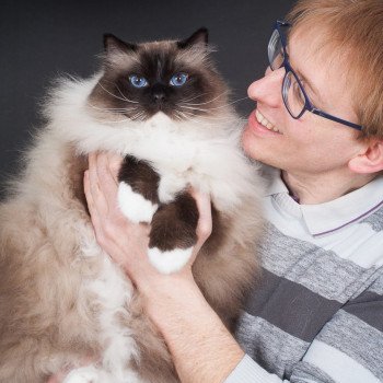 chat Ragdoll seal point mitted Castiel Indy Trycoline’s