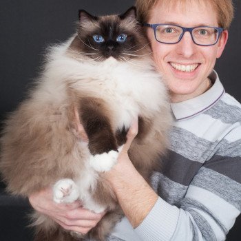 chat Ragdoll seal point mitted Castiel Indy Trycoline’s chat Ragdoll seal point mitted Castiel Indy Trycoline’s