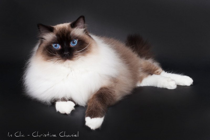 Trycoline’s Castiel Indy Mâle Ragdoll