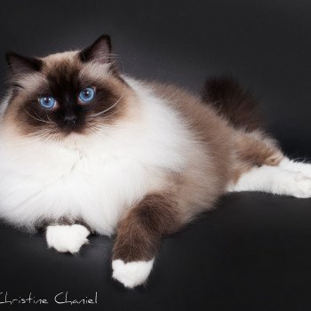 chat Ragdoll Trycoline's Castiel Indy Trycoline’s