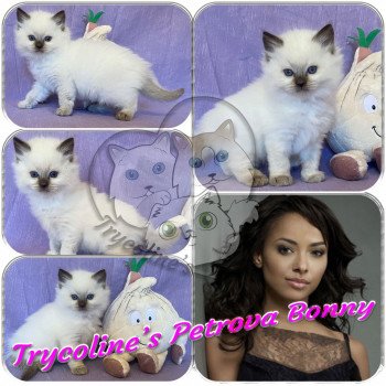 chaton Ragdoll Petrova Bonny Trycoline’s