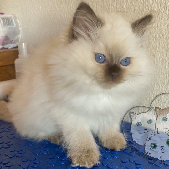 Trycoline’s Petrova Bonny Femelle Ragdoll