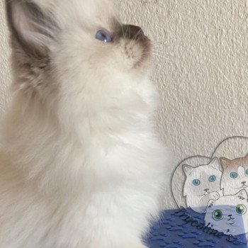 chaton Ragdoll Petrova Bonny Trycoline’s