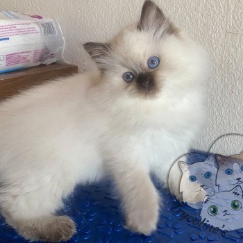 chaton Ragdoll Petrova Bonny Trycoline’s