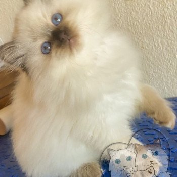 chaton Ragdoll Petrova Bonny Trycoline’s chaton Ragdoll Petrova Bonny Trycoline’s