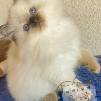 chaton Ragdoll Petrova Bonny Trycoline’s