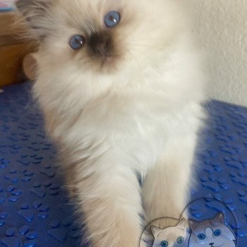 chaton Ragdoll Petrova Bonny Trycoline’s