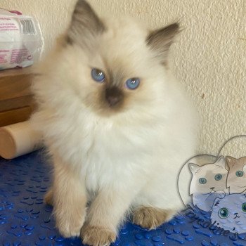 chaton Ragdoll Petrova Bonny Trycoline’s