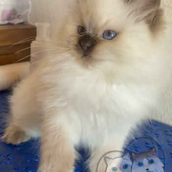 chaton Ragdoll Petrova Bonny Trycoline’s