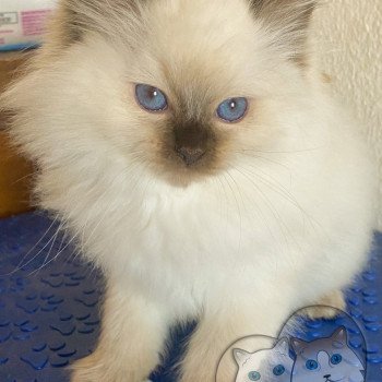 chaton Ragdoll Petrova Bonny Trycoline’s