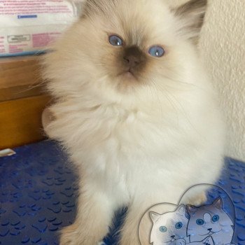 chaton Ragdoll Petrova Bonny Trycoline’s