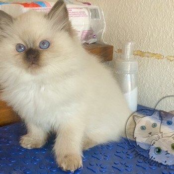 chaton Ragdoll Petrova Bonny Trycoline’s