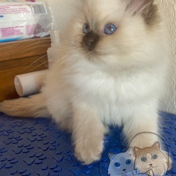 chaton Ragdoll Petrova Bonny Trycoline’s