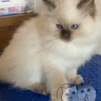 chaton Ragdoll Petrova Bonny Trycoline’s