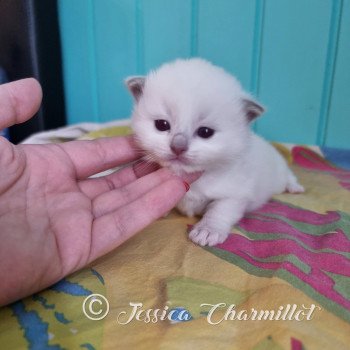 chaton Ragdoll point mitted Trycoline’s Twillight Alice Cullen Trycoline’s