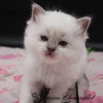 chaton Ragdoll point mitted Twillight Alice Cullen Trycoline’s