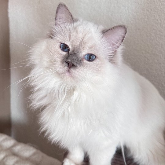 Trycoline’s Twillight Alice Cullen Femelle Ragdoll