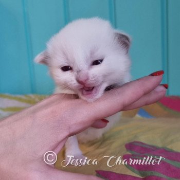 chaton Ragdoll point mitted Twillight Esmée Cullen Trycoline’s