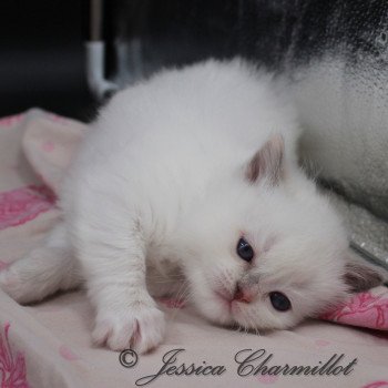 chaton Ragdoll point mitted Twillight Esmée Cullen Trycoline’s