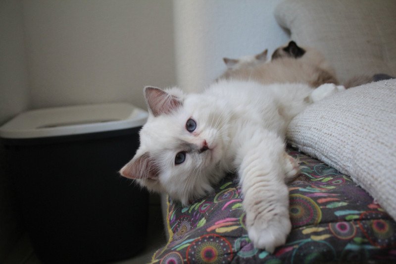 Trycoline’s Twillight Esmée Cullen Femelle Ragdoll Trycoline’s Twillight Esmée Cullen Femelle Ragdoll