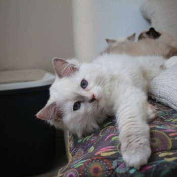 chaton Ragdoll lilac tortie point mitted Twillight Esmée Cullen Trycoline’s