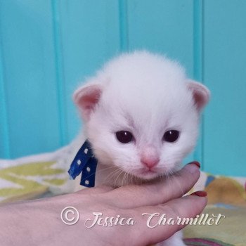 chaton Ragdoll point mitted Trycoline’s Twillight Jacob Black Trycoline’s