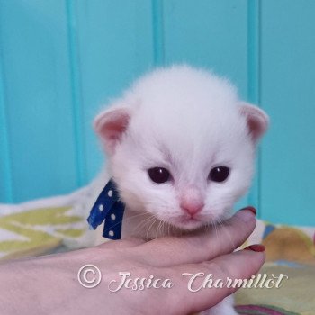 chaton Ragdoll point mitted Trycoline’s Twillight Jacob Black Trycoline’s chaton Ragdoll point mitted Trycoline’s Twillight Jacob Black Trycoline’s