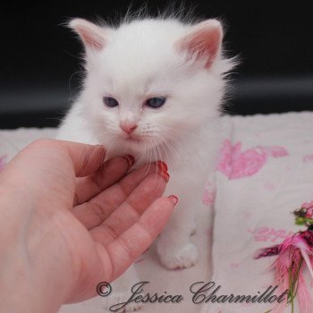 chaton Ragdoll point mitted Twillight Jackob Black Trycoline’s