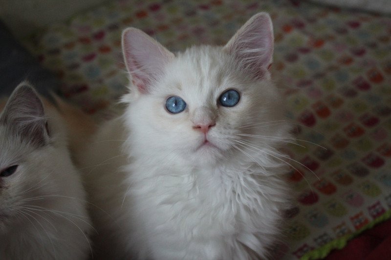 Trycoline’s Twillight Jackob Black Mâle Ragdoll