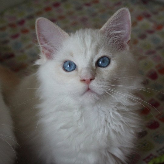 Trycoline’s Twillight Jackob Black Mâle Ragdoll