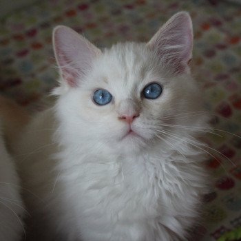 chaton Ragdoll cream point mitted Twillight Jackob Black Trycoline’s