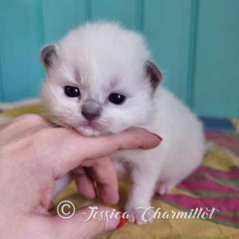 chaton Ragdoll point mitted Trycoline’s Twillight Zafrina Trycoline’s