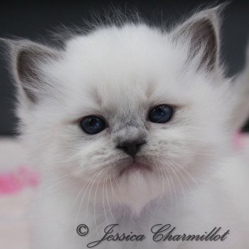 chaton Ragdoll point mitted Twillight Zafrina Trycoline’s