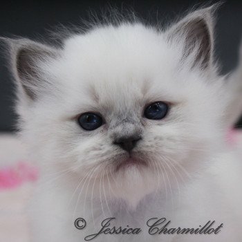 chaton Ragdoll point mitted Twillight Zafrina Trycoline’s chaton Ragdoll point mitted Twillight Zafrina Trycoline’s