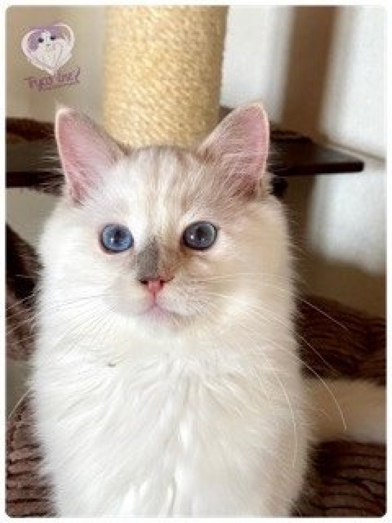 Trycoline’s Rainbow Windy Femelle Ragdoll