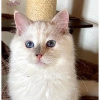 chaton Ragdoll lilac tortie point mitted Rainbow Windy Trycoline’s chaton Ragdoll lilac tortie point mitted Rainbow Windy Trycoline’s
