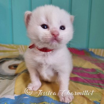 chaton Ragdoll point mitted Twillight Carlisle Cullen Trycoline’s